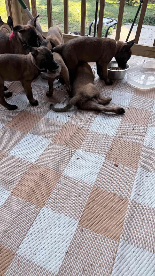 Belgian Malinois Puppies media 18
