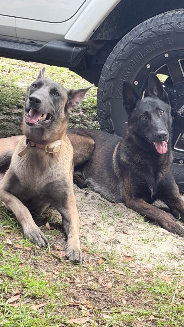 Belgian Malinois Puppies media 19