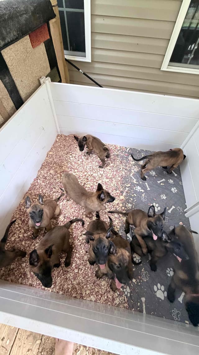 Belgian Malinois Puppies media 20