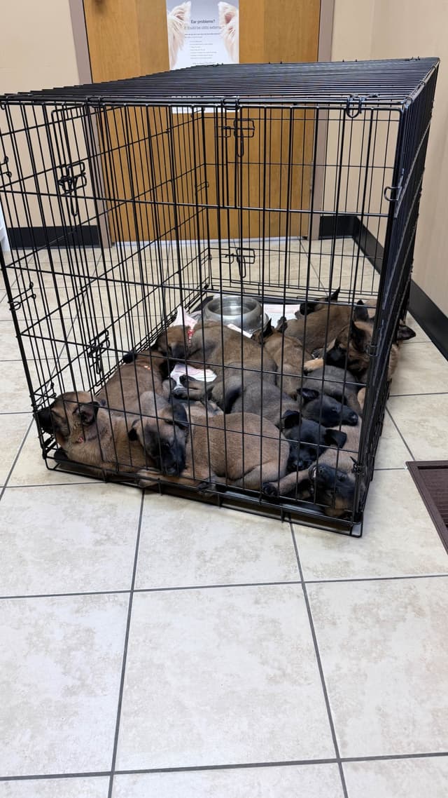 Belgian Malinois Puppies media 21