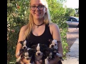 Boston Terrier Puppies breeder image 1