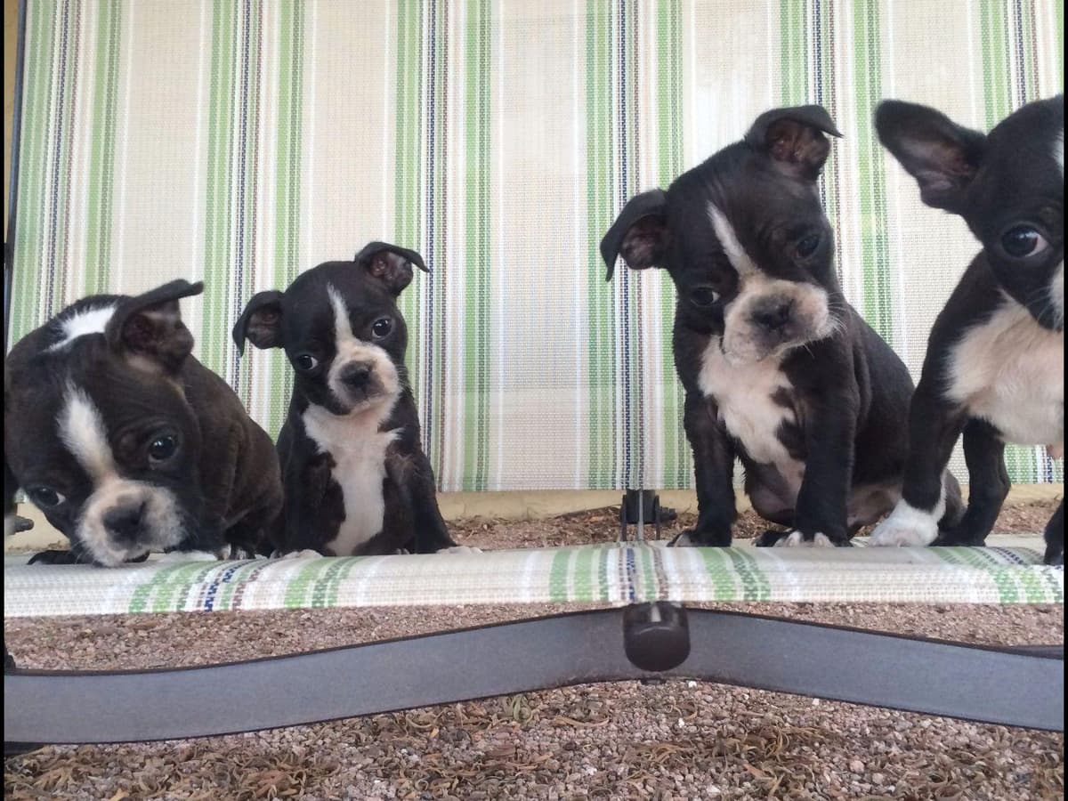 Boston Terrier Puppies breeder image 2