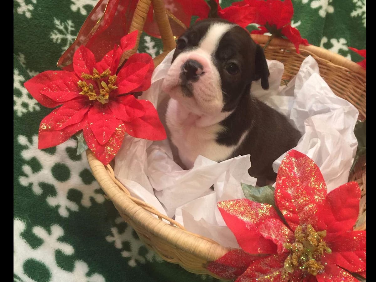 Boston Terrier Puppies breeder image 3
