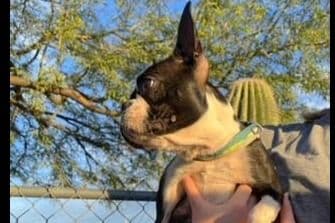 Boston Terrier Puppies breeder image 4