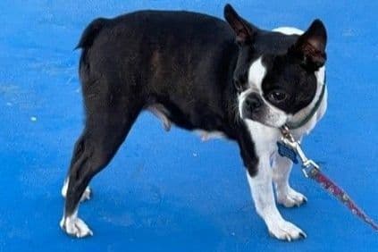 Boston Terrier Puppies breeder image 5