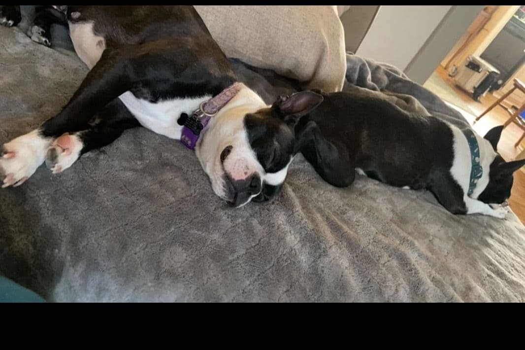 Boston Terrier Puppies breeder image 6