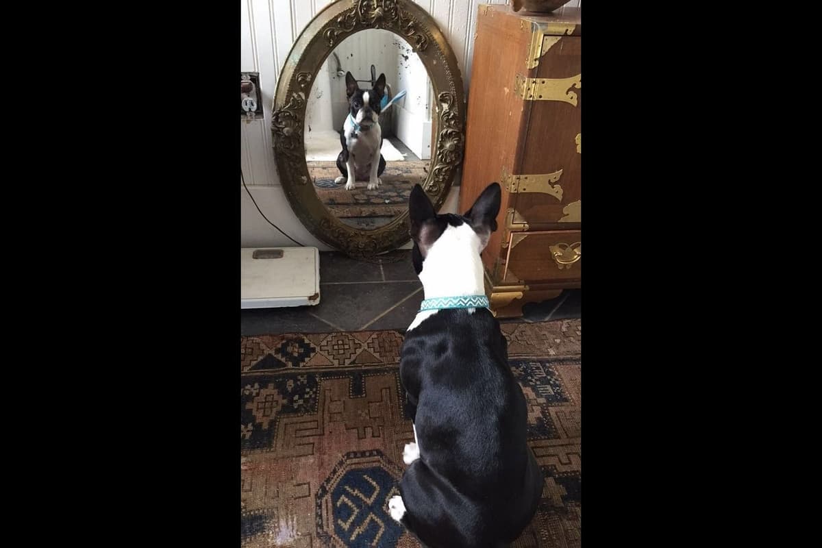 Boston Terrier Puppies breeder image 7