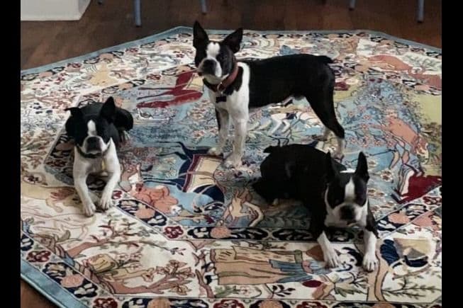 Boston Terrier Puppies breeder image 8