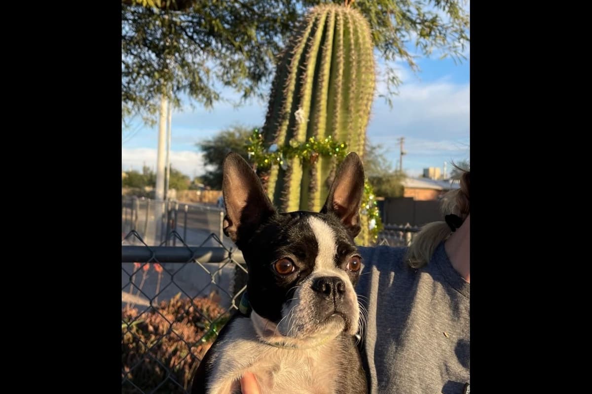 Boston Terrier Puppies breeder image 9