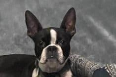 Boston Terrier Puppies breeder image 10