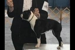 Boston Terrier Puppies breeder image 11