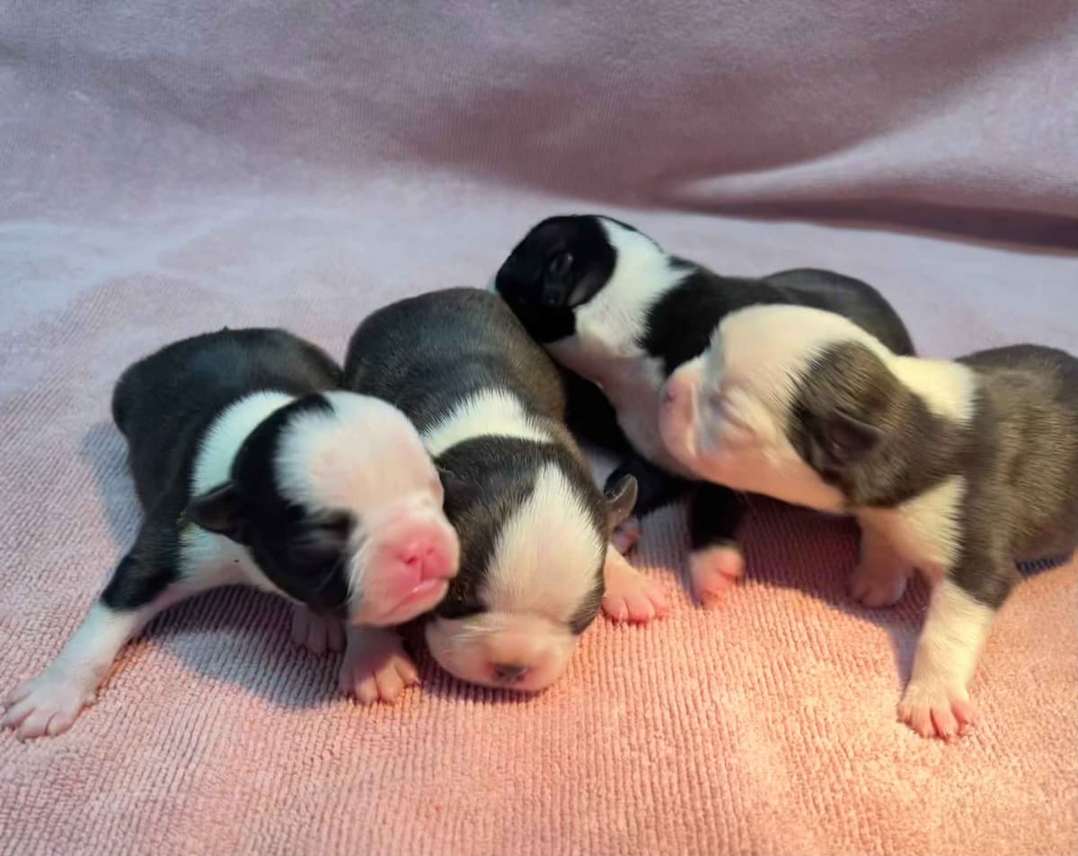 Boston Terrier Puppies breeder image 12