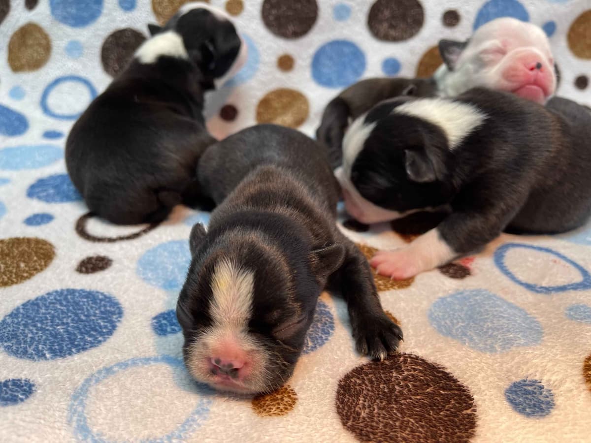 Boston Terrier Puppies breeder image 13