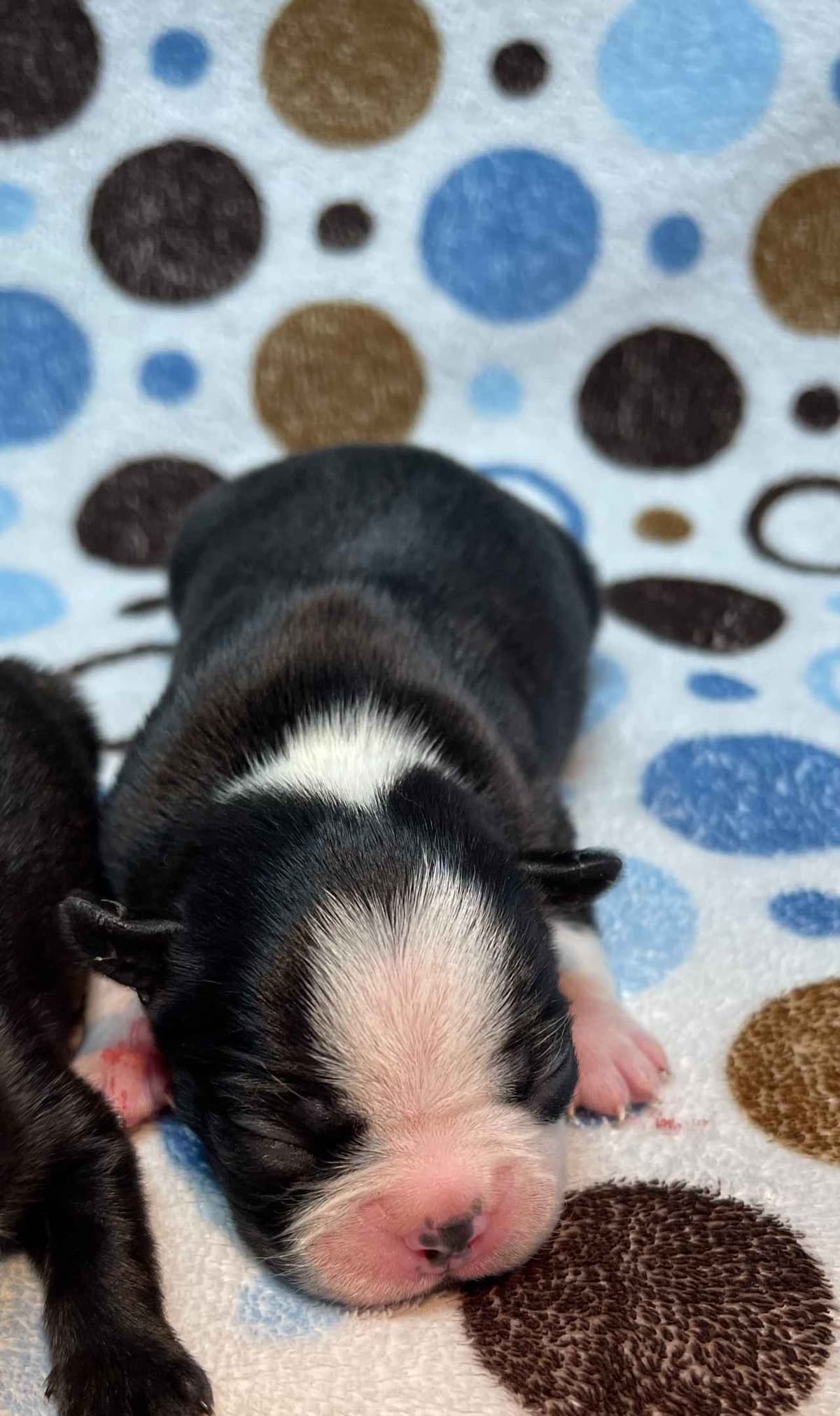 Boston Terrier Puppies breeder image 14