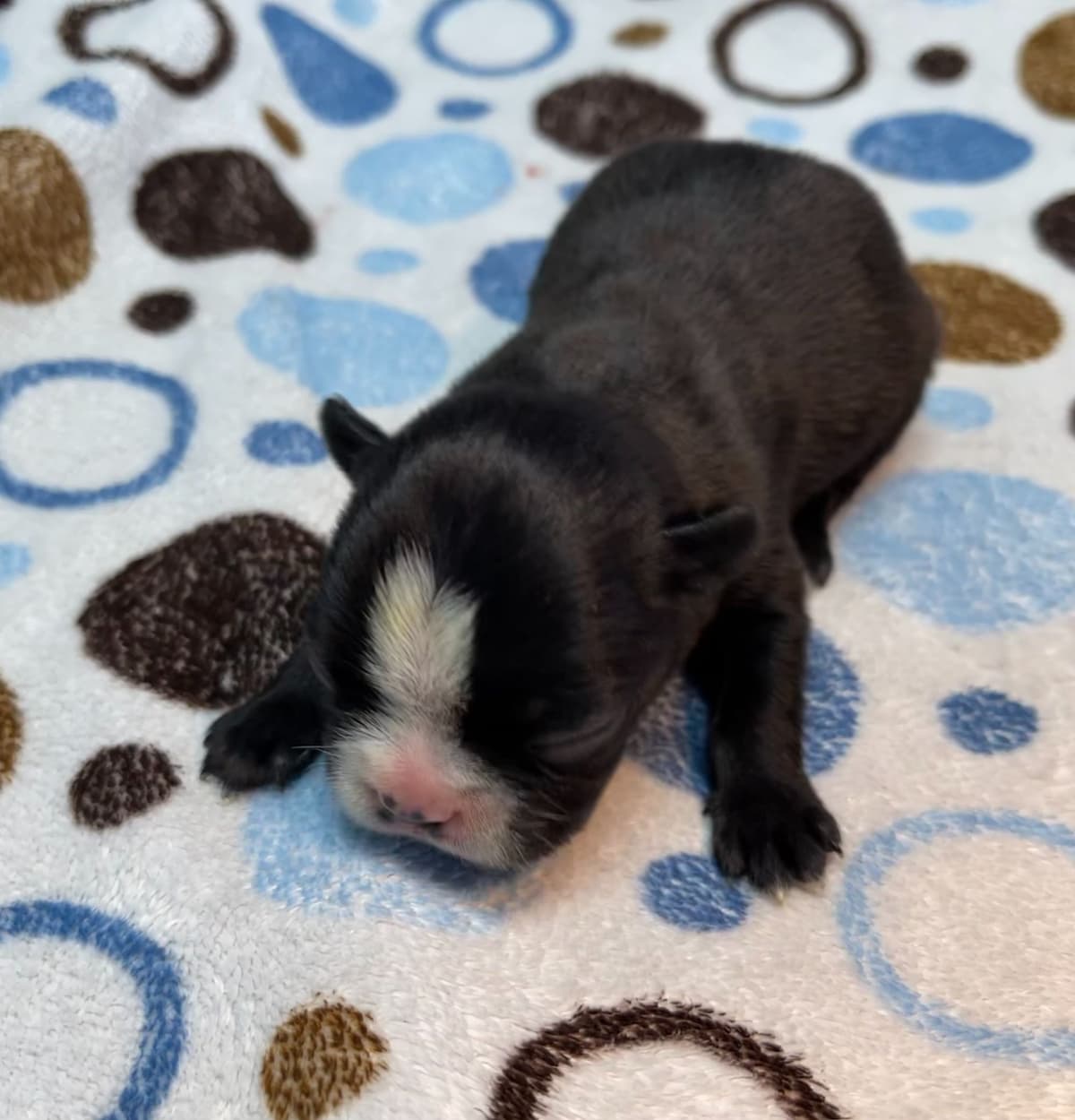 Boston Terrier Puppies breeder image 15