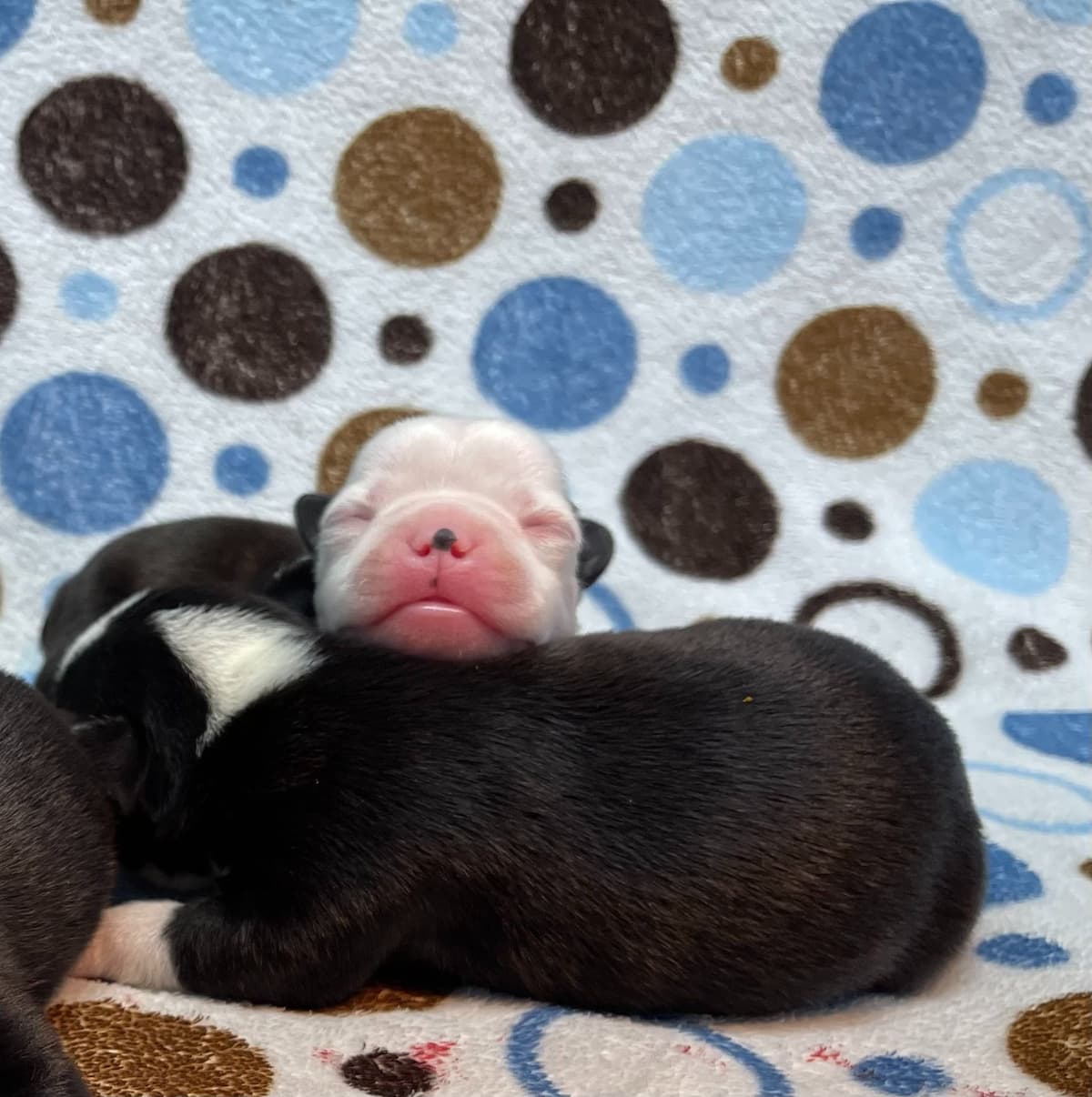 Boston Terrier Puppies breeder image 16