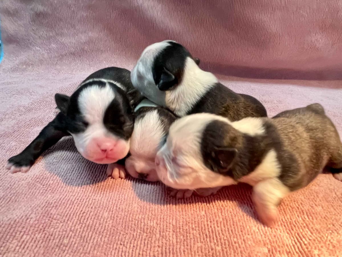 Boston Terrier Puppies breeder image 17