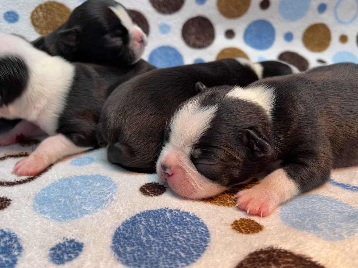 Boston Terrier Puppies breeder image 18