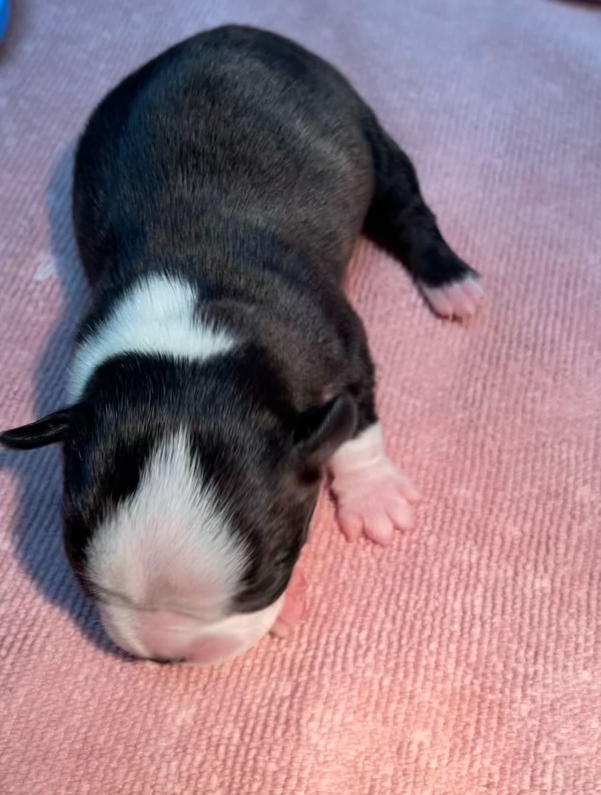 Boston Terrier Puppies breeder image 19