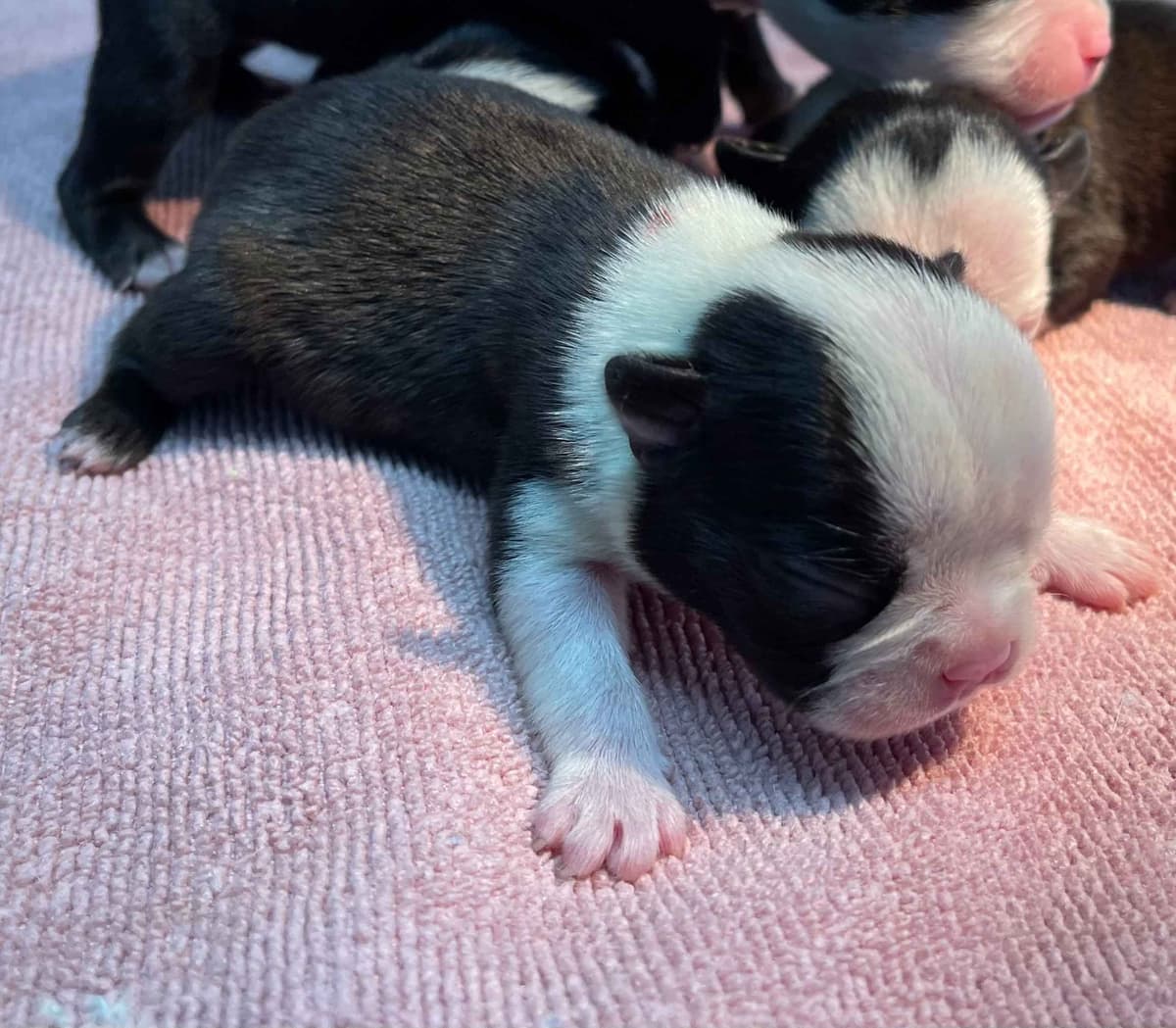 Boston Terrier Puppies breeder image 20