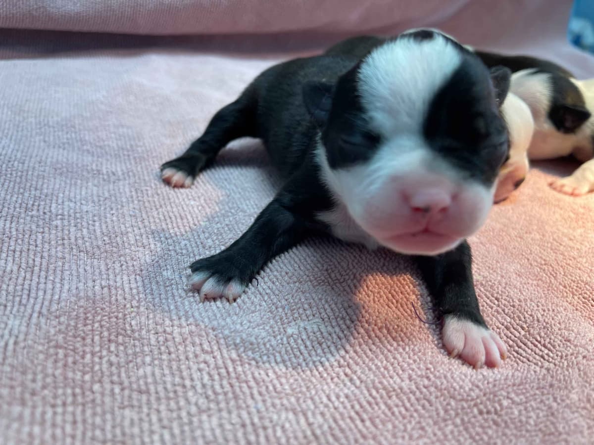 Boston Terrier Puppies breeder image 21