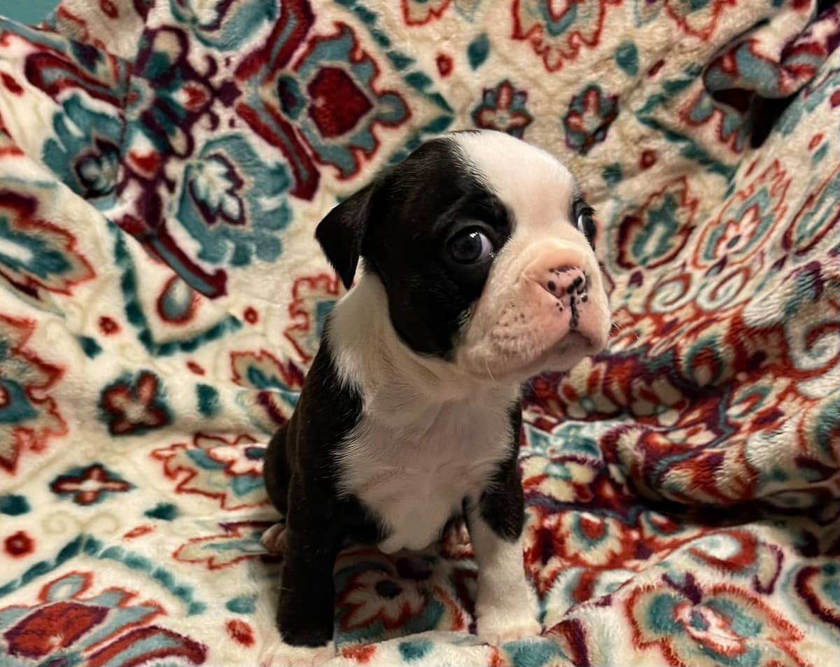 Boston Terrier Puppies breeder image 22