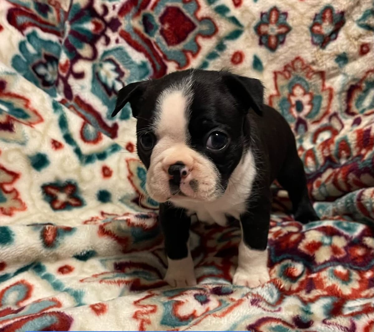 Boston Terrier Puppies breeder image 23