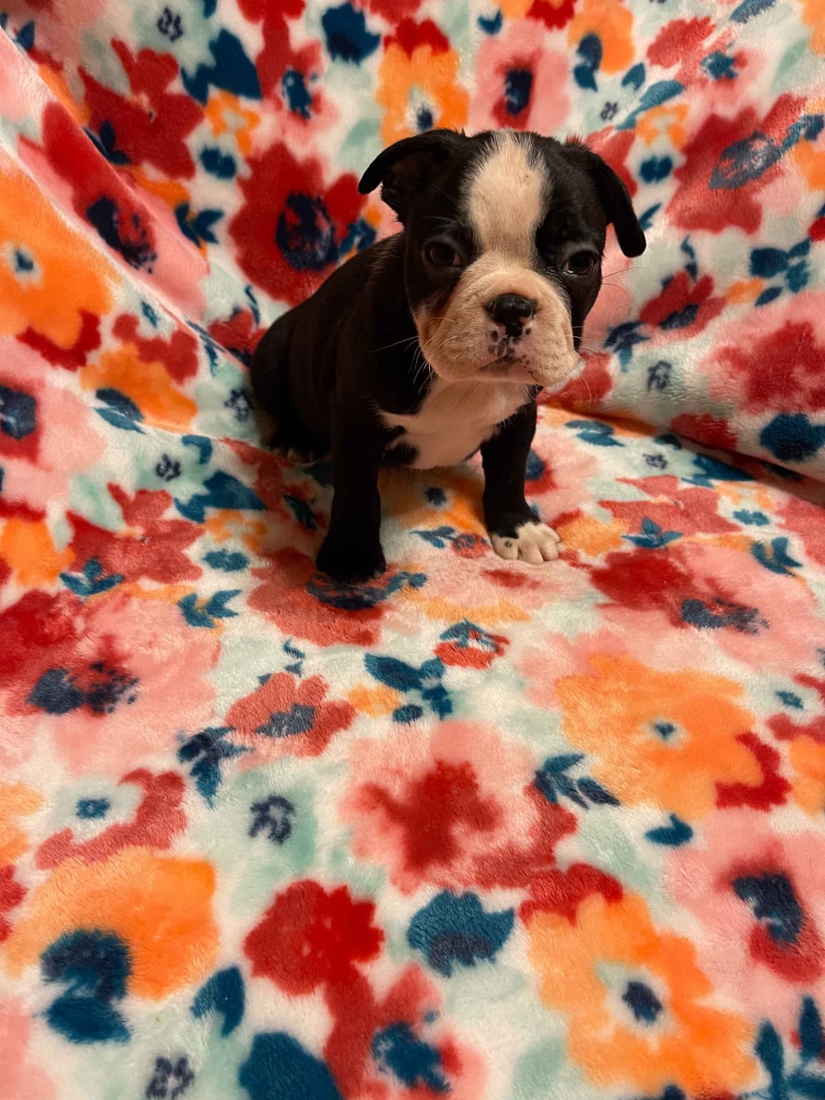 Boston Terrier Puppies breeder image 24