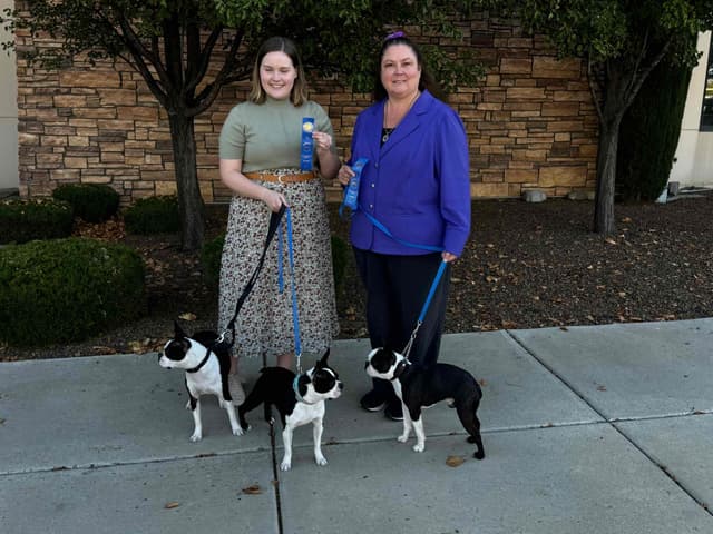 Boston Terrier Puppies media 2