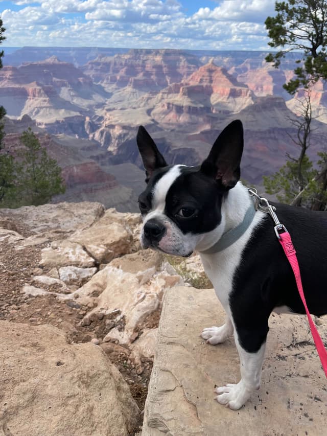 Boston Terrier Puppies media 3