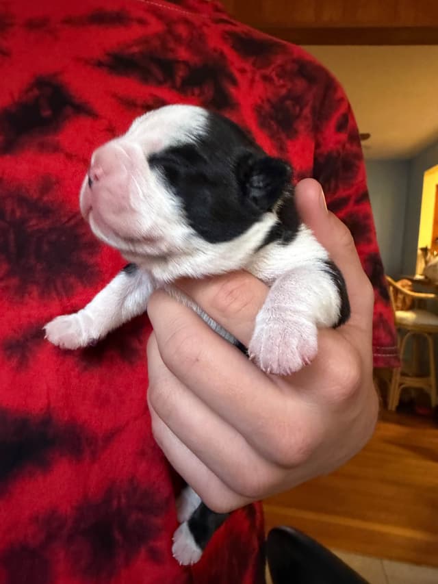 Boston Terrier Puppies media 5