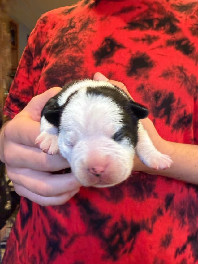 Boston Terrier Puppies media 6