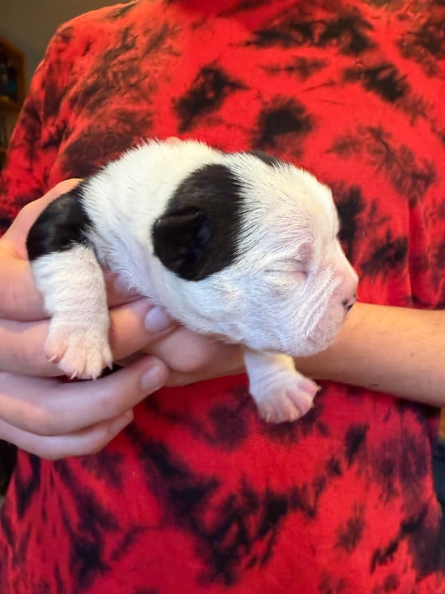 Boston Terrier Puppies media 7