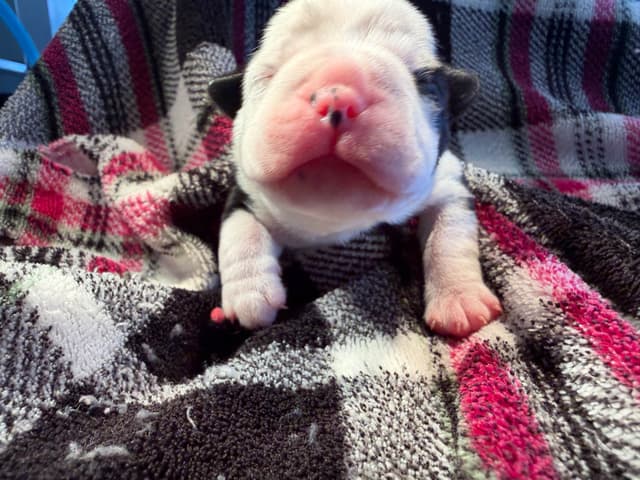 Boston Terrier Puppies media 8