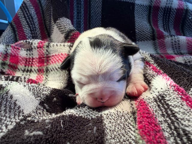 Boston Terrier Puppies media 10