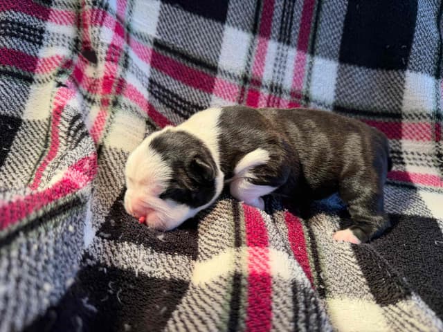 Boston Terrier Puppies media 9