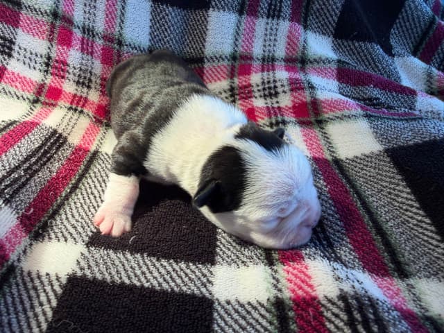 Boston Terrier Puppies media 12