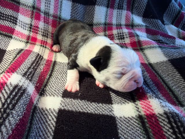 Boston Terrier Puppies media 13