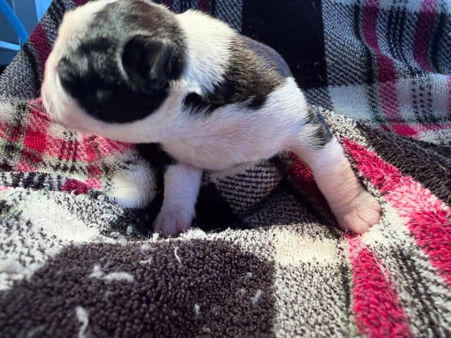 Boston Terrier Puppies media 14