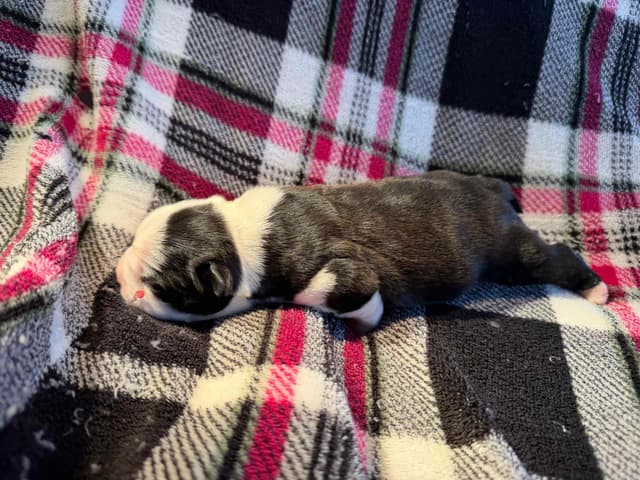 Boston Terrier Puppies media 15