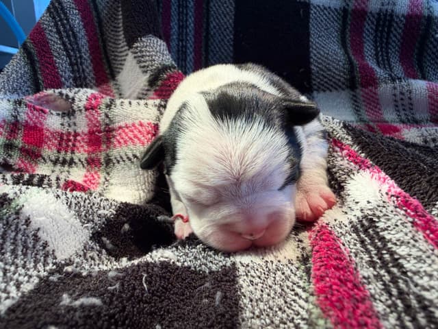 Boston Terrier Puppies media 17