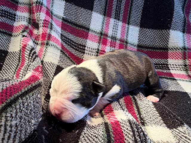 Boston Terrier Puppies media 19