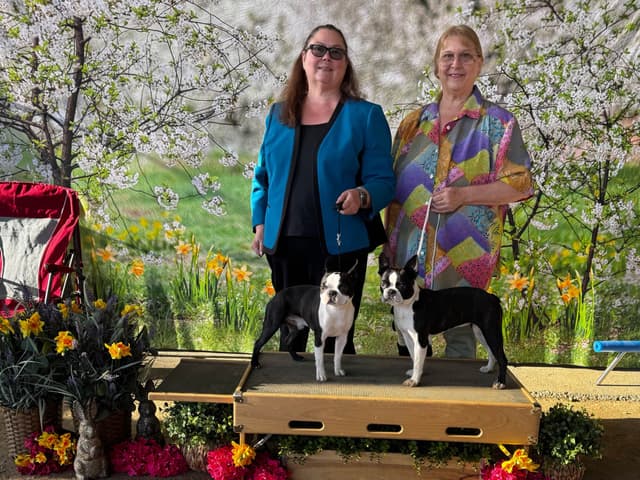 Boston Terrier Puppies media 24