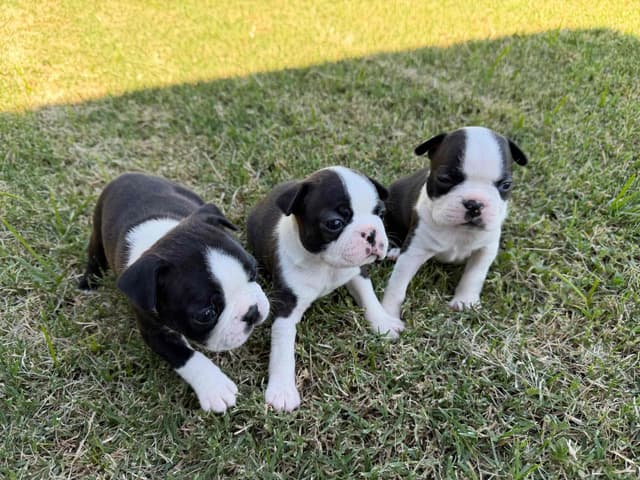 Boston Terrier Puppies media 26