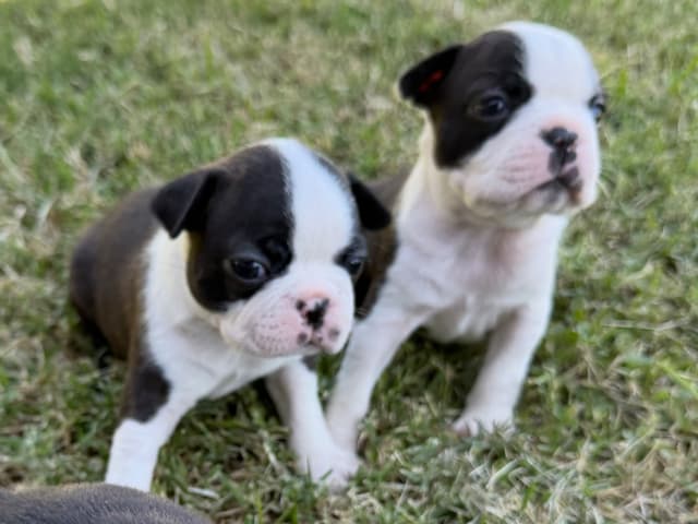 Boston Terrier Puppies media 27