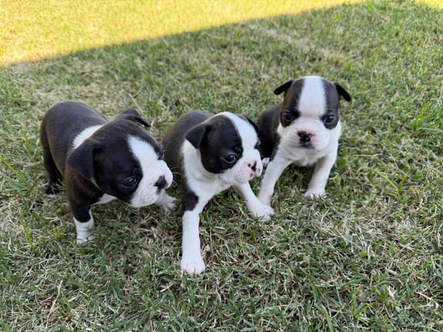 Boston Terrier Puppies media 28