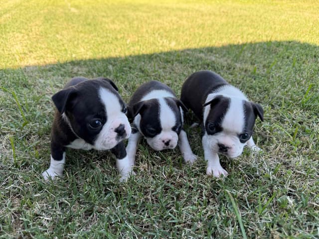 Boston Terrier Puppies media 29