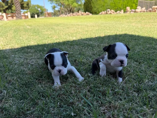 Boston Terrier Puppies media 30