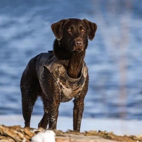Labrador Retriever Puppies breeder image 1