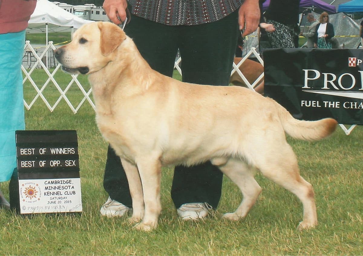 Labrador Retriever Puppies breeder image 2